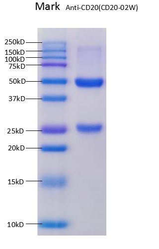 Anti-CD20-02W SDS PAGE